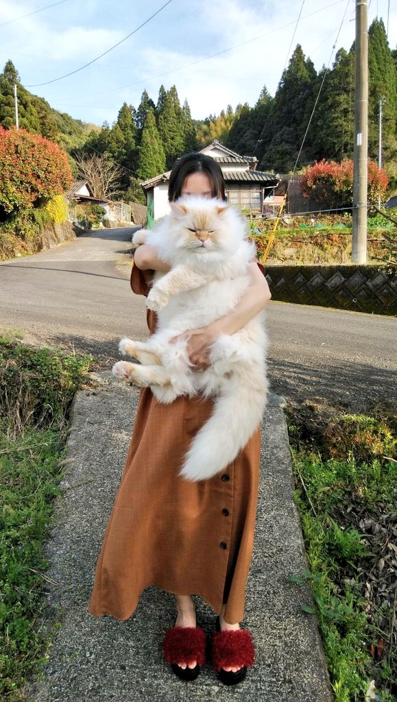 大きいねこ🐱🍀