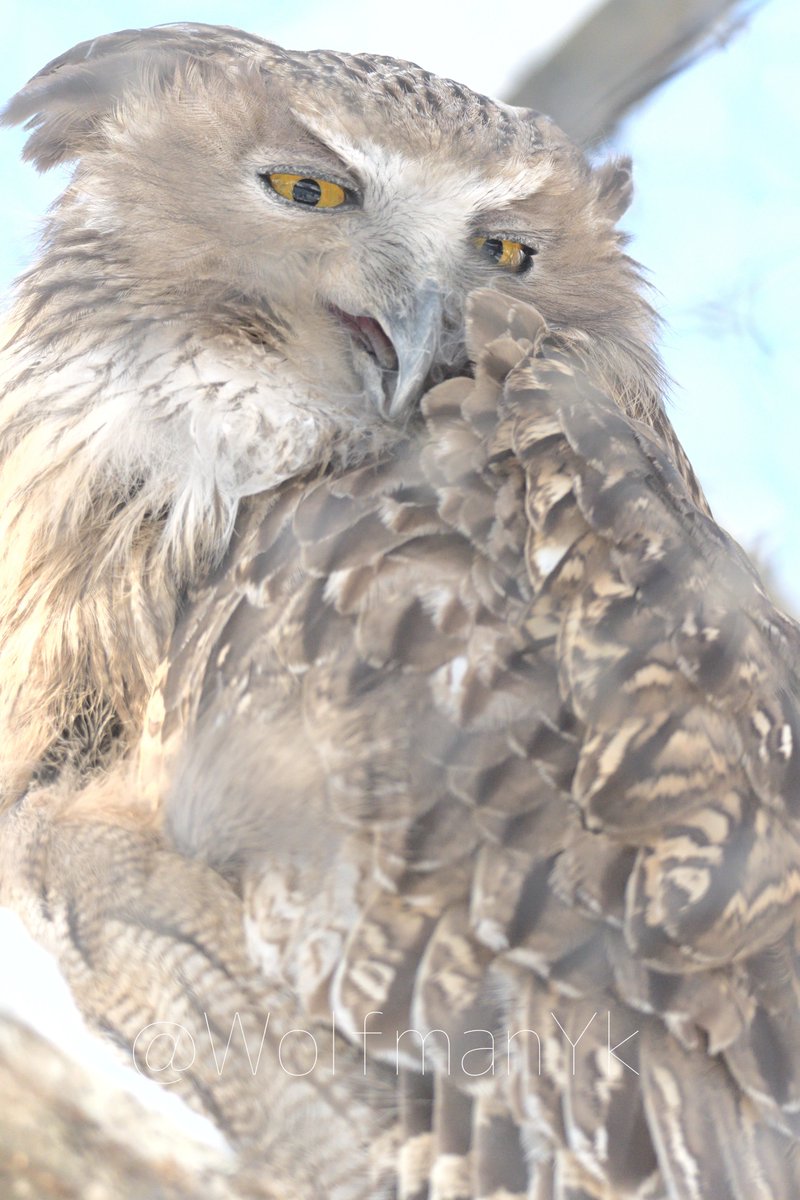 「あらあら、地べたから毛のない醜いお猿さんが何か用かしら」とか蔑まれてそうな表情