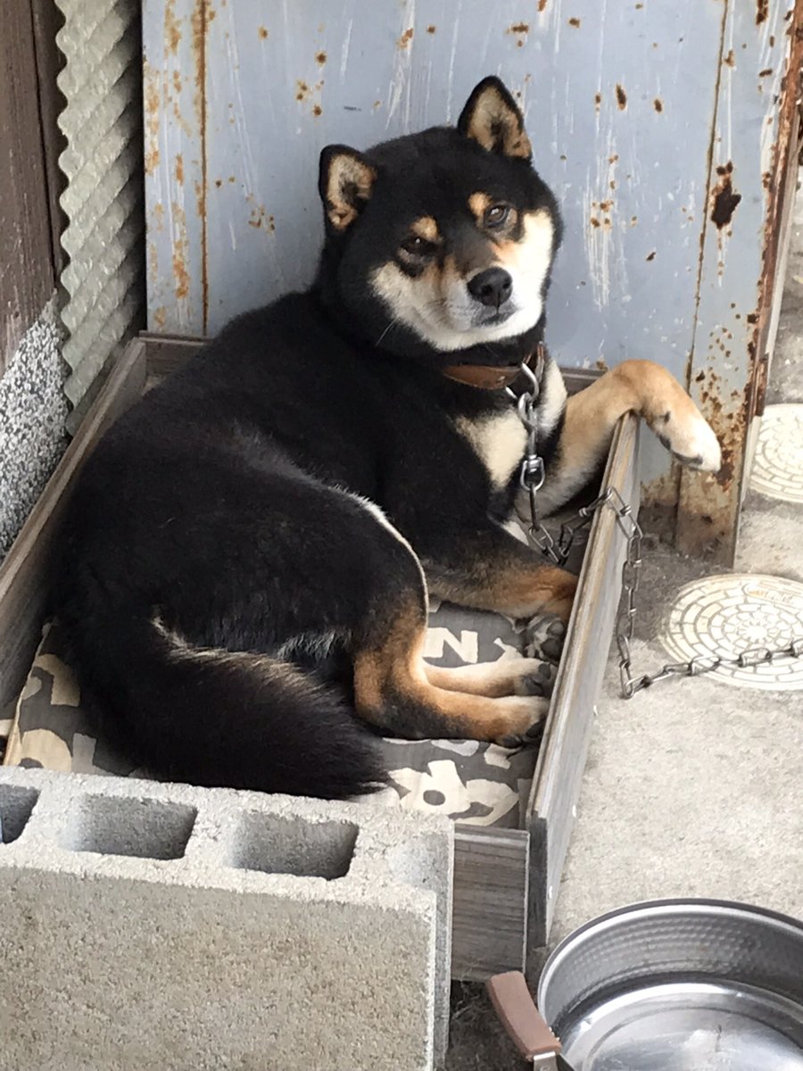 2020年1月22日11時頃、兵庫県南東部の自宅より黒柴の雄、官兵衛が盗難されました