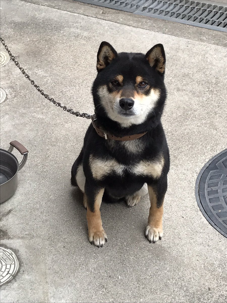 2020年1月22日11時頃、兵庫県南東部の自宅より黒柴の雄、官兵衛が盗難されました