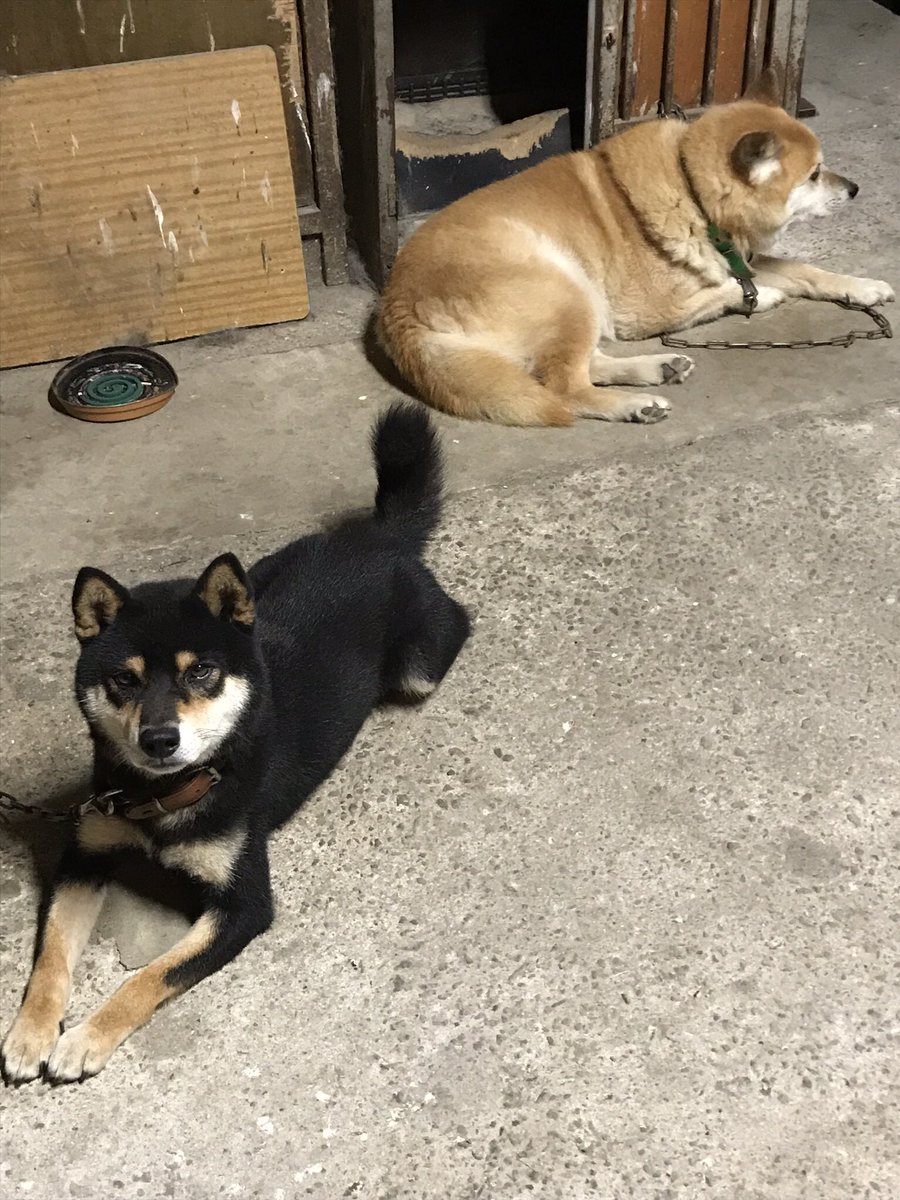 2020年1月22日11時頃、兵庫県南東部の自宅より黒柴の雄、官兵衛が盗難されました