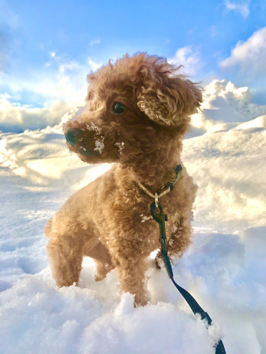 母がうちの庭で撮った犬の写真が神秘的すぎる 