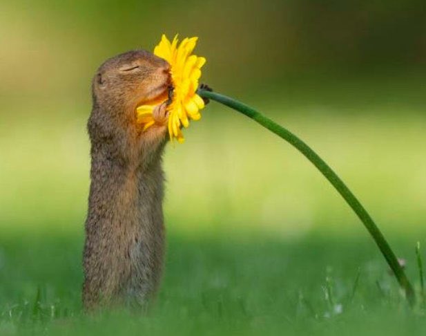 オランダの写真家の作品 これを撮った時、写真家さんとリスは明らかにシンクロしたんだろうなぁ…奇跡の優しい一瞬 