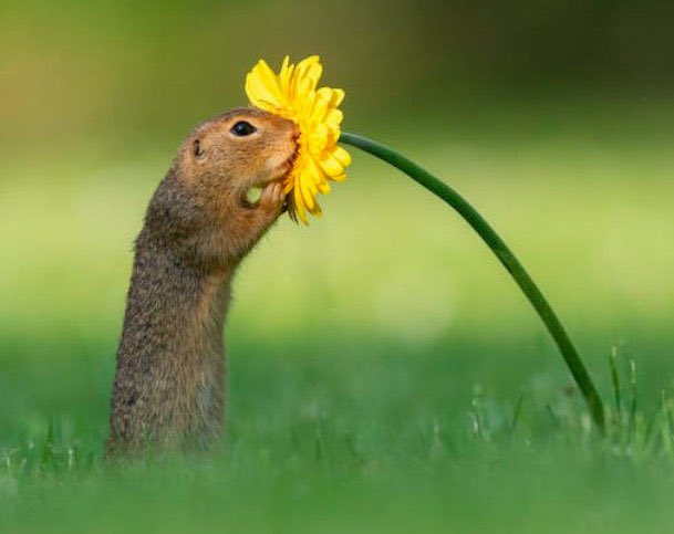 オランダの写真家の作品 これを撮った時、写真家さんとリスは明らかにシンクロしたんだろうなぁ…奇跡の優しい一瞬 