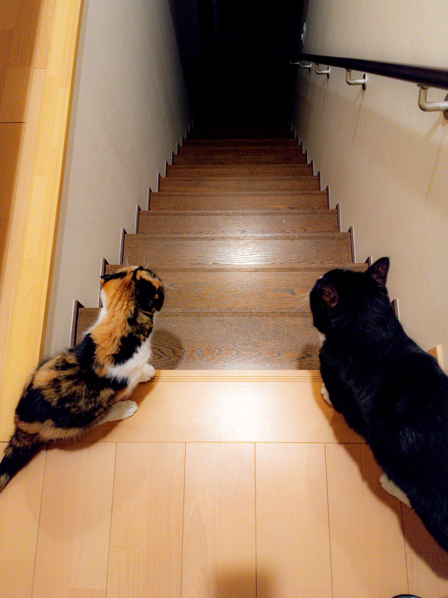 「………」  「決心はついた？」 「引き返すなら今よ」 