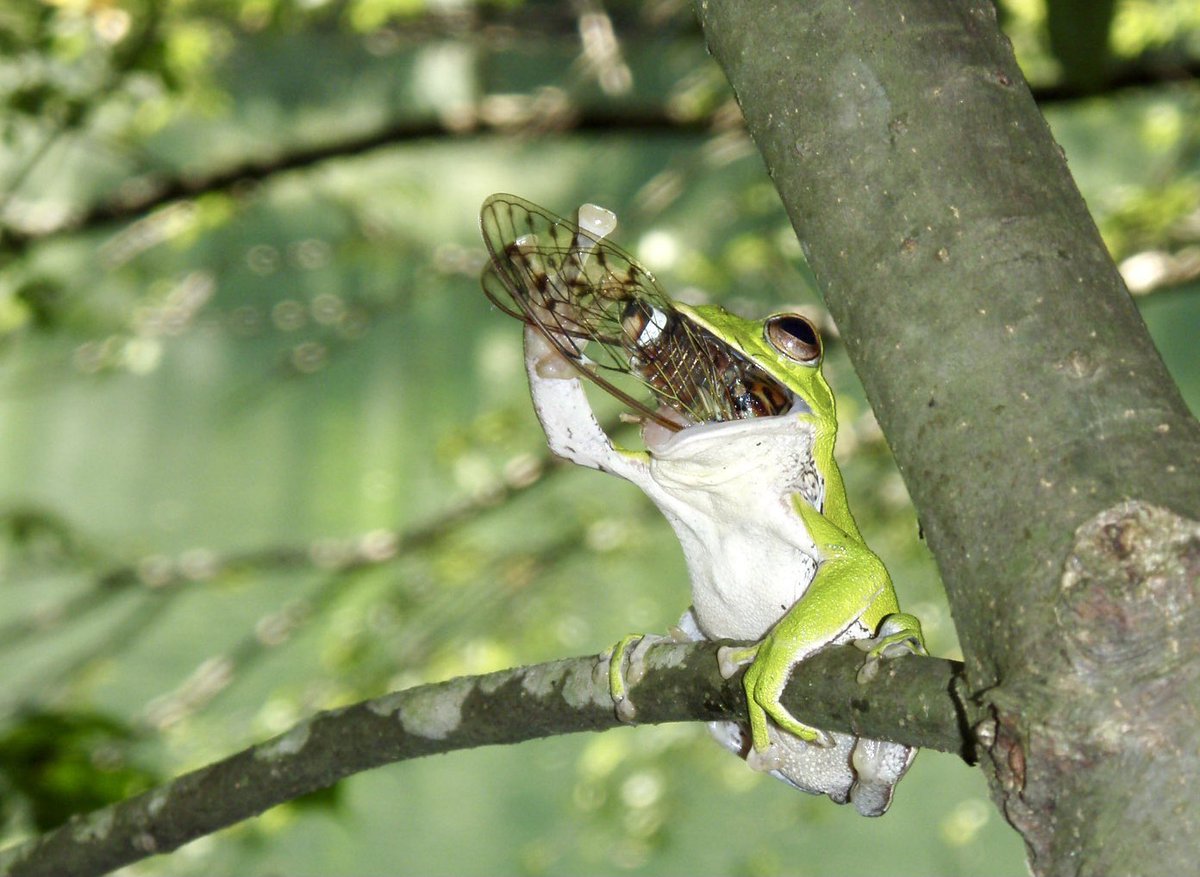 暑い夜は、ヒグラシでも一気飲みすっか‼️ 