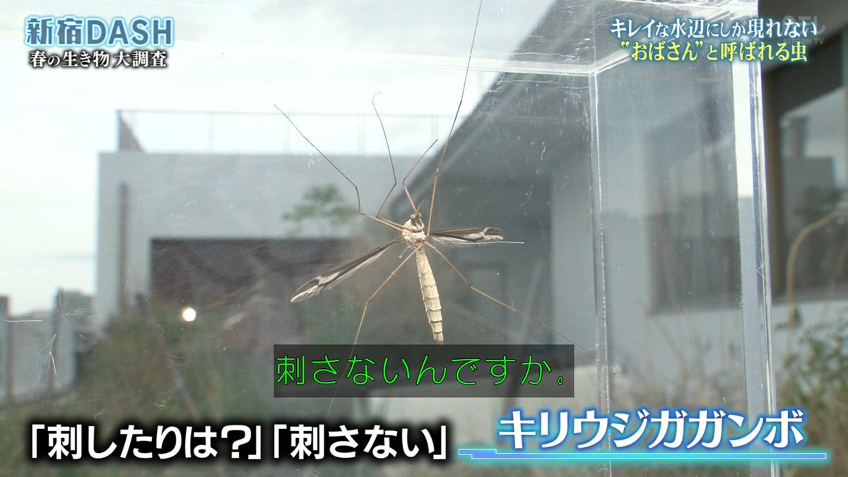 家でDASH見ながらガガンボの話してたら「おさんぽ」と聞き間違えた犬が興奮し始めた 