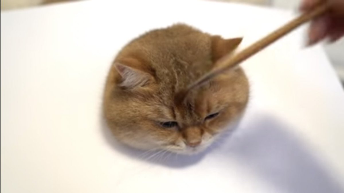 最近「猫の描き方講座」って動画見たんだけど凄い、まるで生きているかのようにリアル 