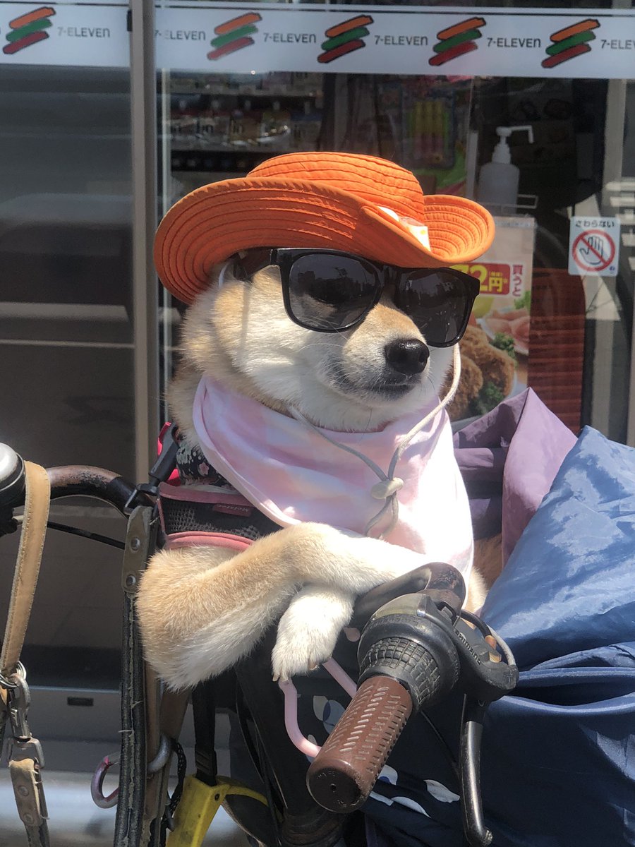コンビニきたらキマってる犬いたwwwwwwwwwwwwwwwwwww