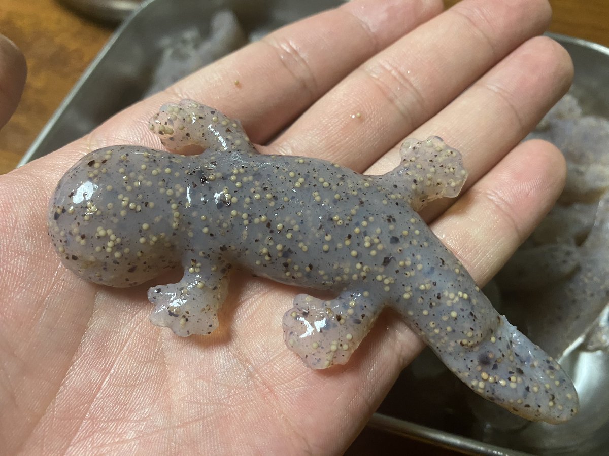 母「トレーのこんにゃく茹でてー」 僕「おっけーーーぇえええ!?」