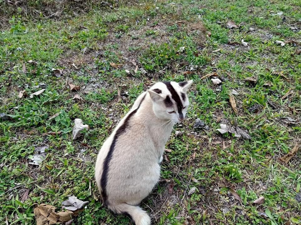 すんごい模様の猫ちゃん！！！！ えー？？？ 