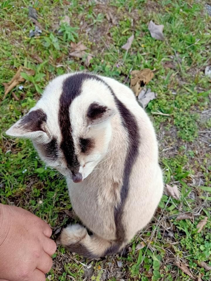 すんごい模様の猫ちゃん！！！！ えー？？？ 