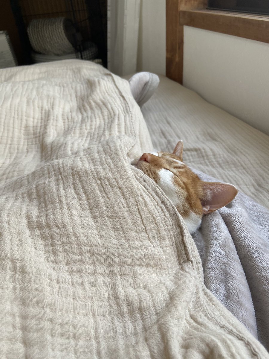 起きたら隣に猫がこう寝てたんだけどもしかして本当は人間か？ 