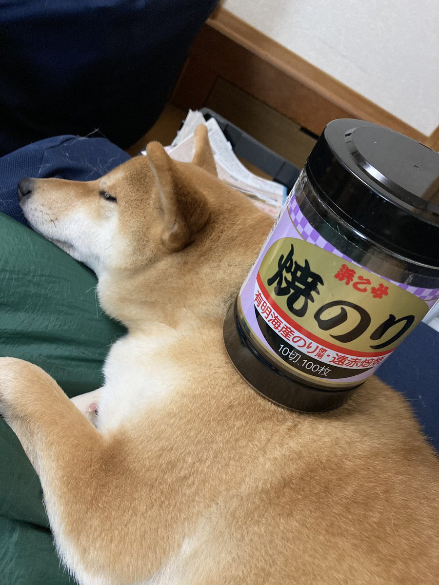 さっきから実家の犬に何か乗せた写真がちょこちょこ送られてくる 