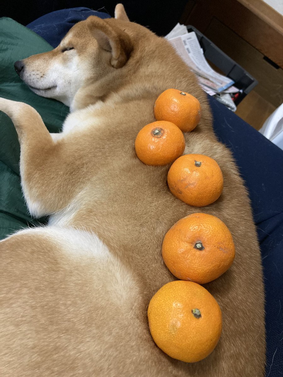 さっきから実家の犬に何か乗せた写真がちょこちょこ送られてくる 