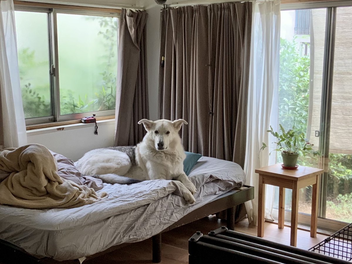 カビキラーで掃除中にサンが舐めに来ちゃって焦ってかなり強めに「アブナイ