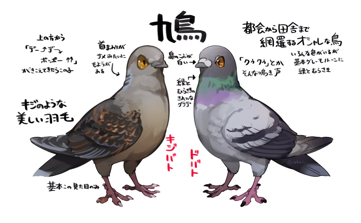 鳩の見分け方 