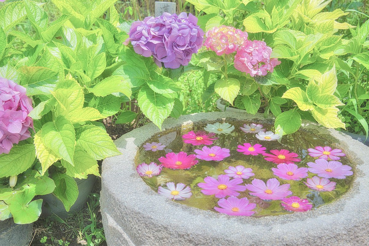 夏のコスモスと紫陽花の花手水鉢が可愛いすぎました。 