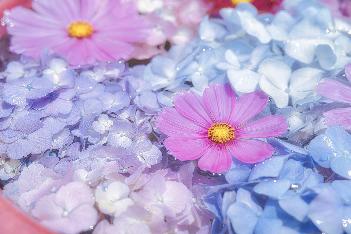 夏のコスモスと紫陽花の花手水鉢が可愛いすぎました。 