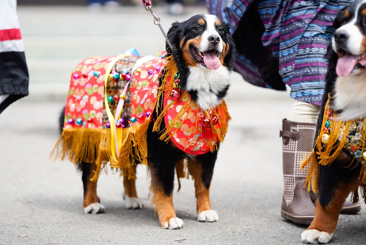 チャグチャグ馬コで賑わう八幡宮ですが、チャグチャグ犬を発見してしまい私の興味は完全にそちらへうつってしまいました