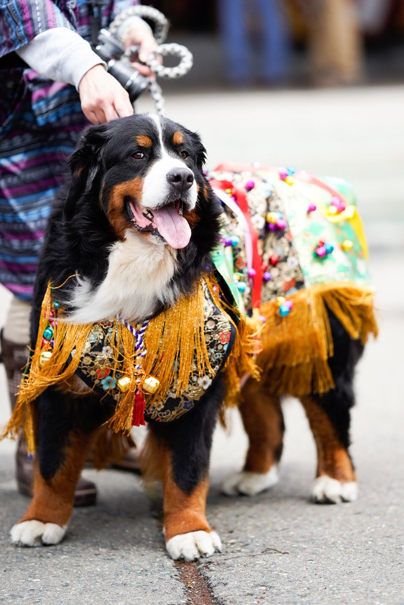 チャグチャグ馬コで賑わう八幡宮ですが、チャグチャグ犬を発見してしまい私の興味は完全にそちらへうつってしまいました