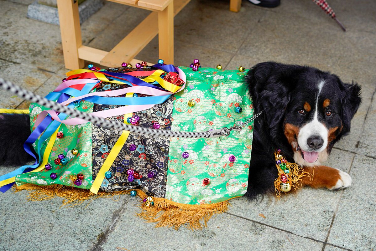 チャグチャグ馬コで賑わう八幡宮ですが、チャグチャグ犬を発見してしまい私の興味は完全にそちらへうつってしまいました