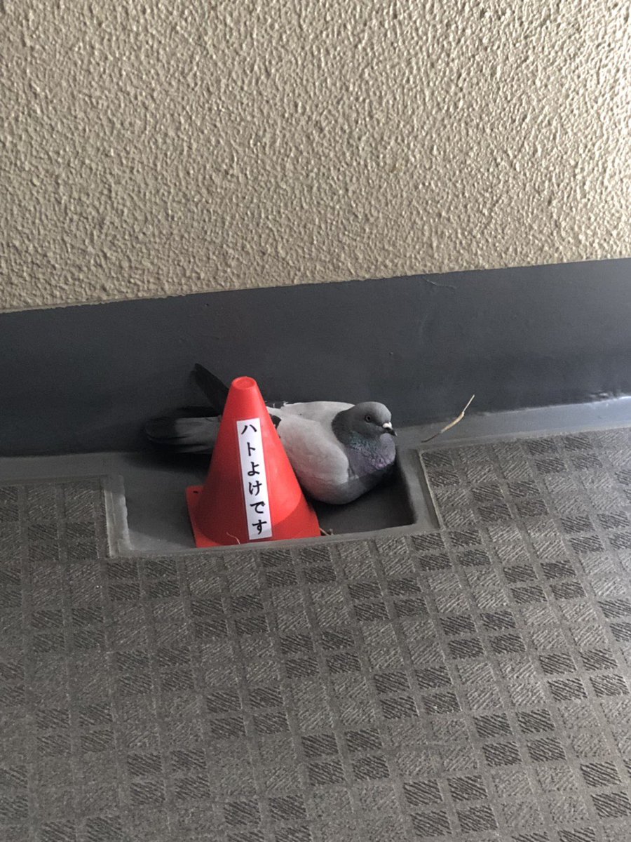 昨日は赤色のコーン 今日は黄色のコーン 色を変えただけでは鳩は何も変わりませんww あと鳩字読めへんやろwwww この鳩が可愛すぎて毎朝の癒しww
