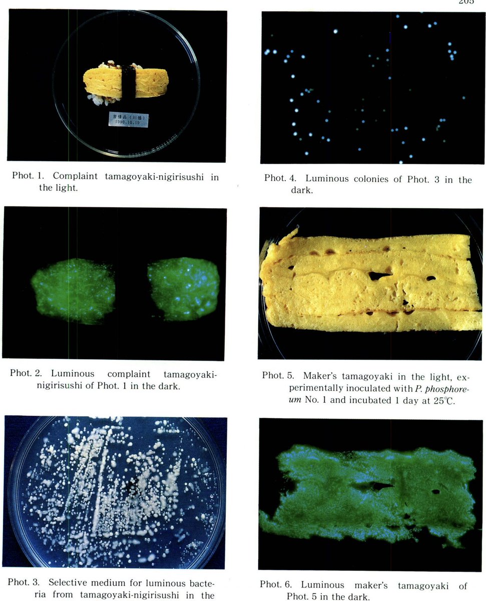 「購入した玉子焼にぎり寿司が、深夜に青白く光った」というクレームが入り、調べてみたら、寿司から好塩性発光細菌Photobacterium phosphoreumが単離されたっていう論文