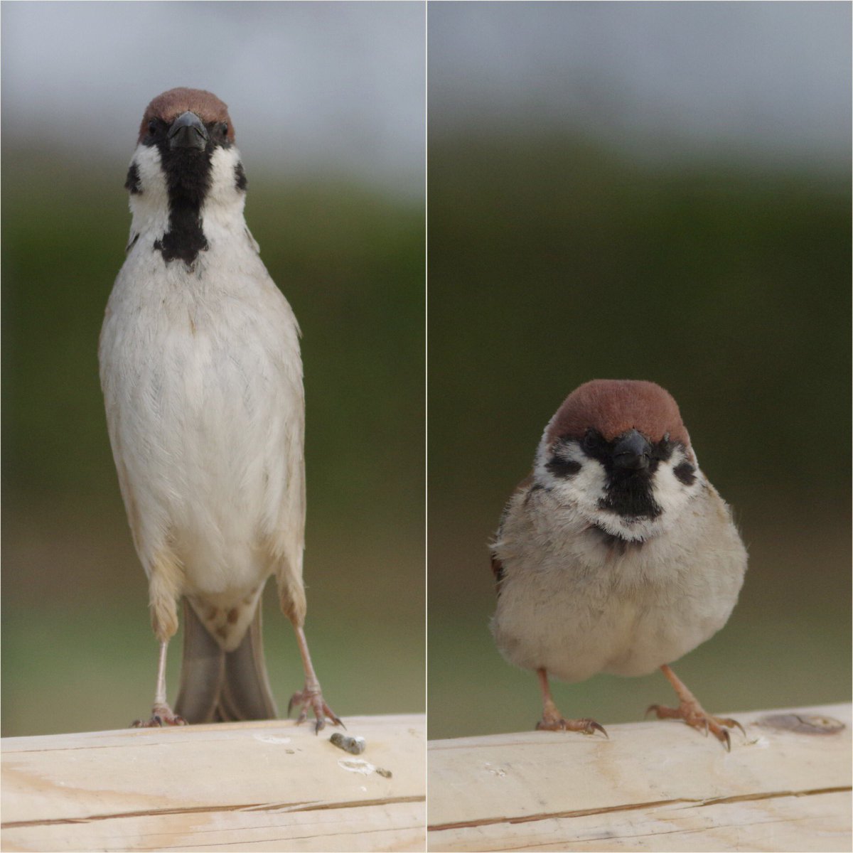 スズメ なぜそこまで変幻自在なのだ ニンゲンはスズメをまだまだ理解できていないのだ #雀 #スズメ #すずめ #sparrow #鳥 #小鳥 #野鳥 #bird