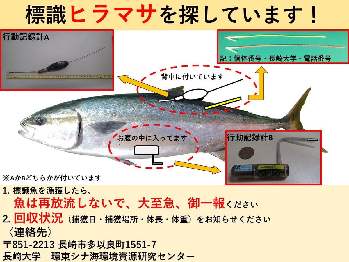 昨日、長崎県平戸市生月島より、タグ付きのヒラマサが放流されたとのことです