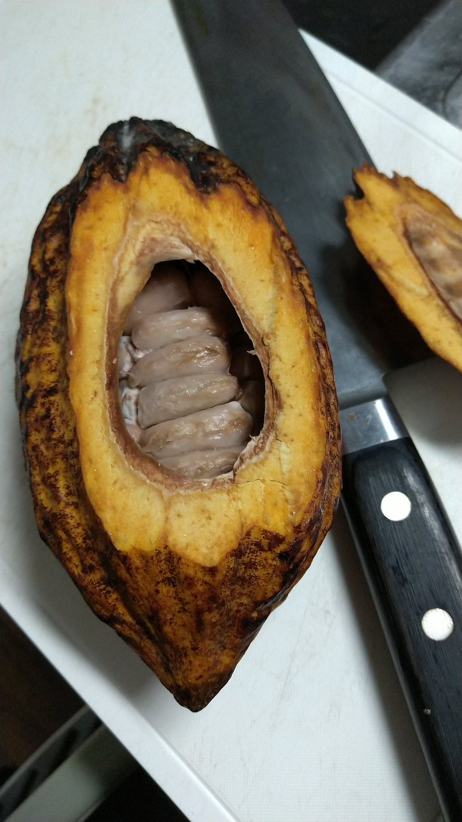 ついに「カカオの実からチョコレートを作る」という夢がかなった 実を割って中の豆を発酵、天日干し、焙炒してすり潰す……1ヶ月もかかったけどこれぞ真の”手作り”チョコレート……原材料はカカオと砂糖のみでテンパリングもしてない原始チョコだけど……やり遂げたぞ…… 