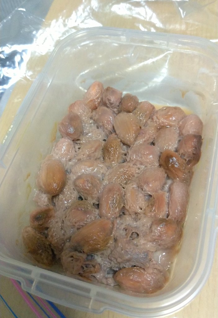 ついに「カカオの実からチョコレートを作る」という夢がかなった 実を割って中の豆を発酵、天日干し、焙炒してすり潰す……1ヶ月もかかったけどこれぞ真の”手作り”チョコレート……原材料はカカオと砂糖のみでテンパリングもしてない原始チョコだけど……やり遂げたぞ…… 