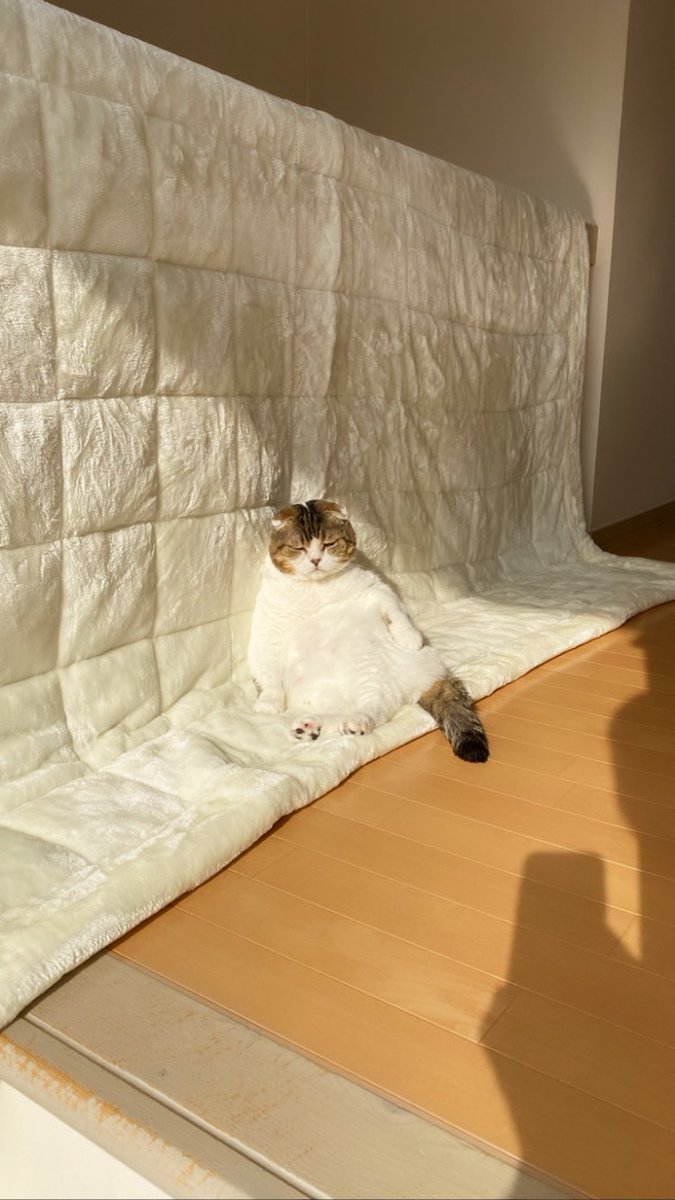 いないと思って2階に探しに行ったら、洗濯してふかふかになったラグの上でうとうと居眠りしていましたw 