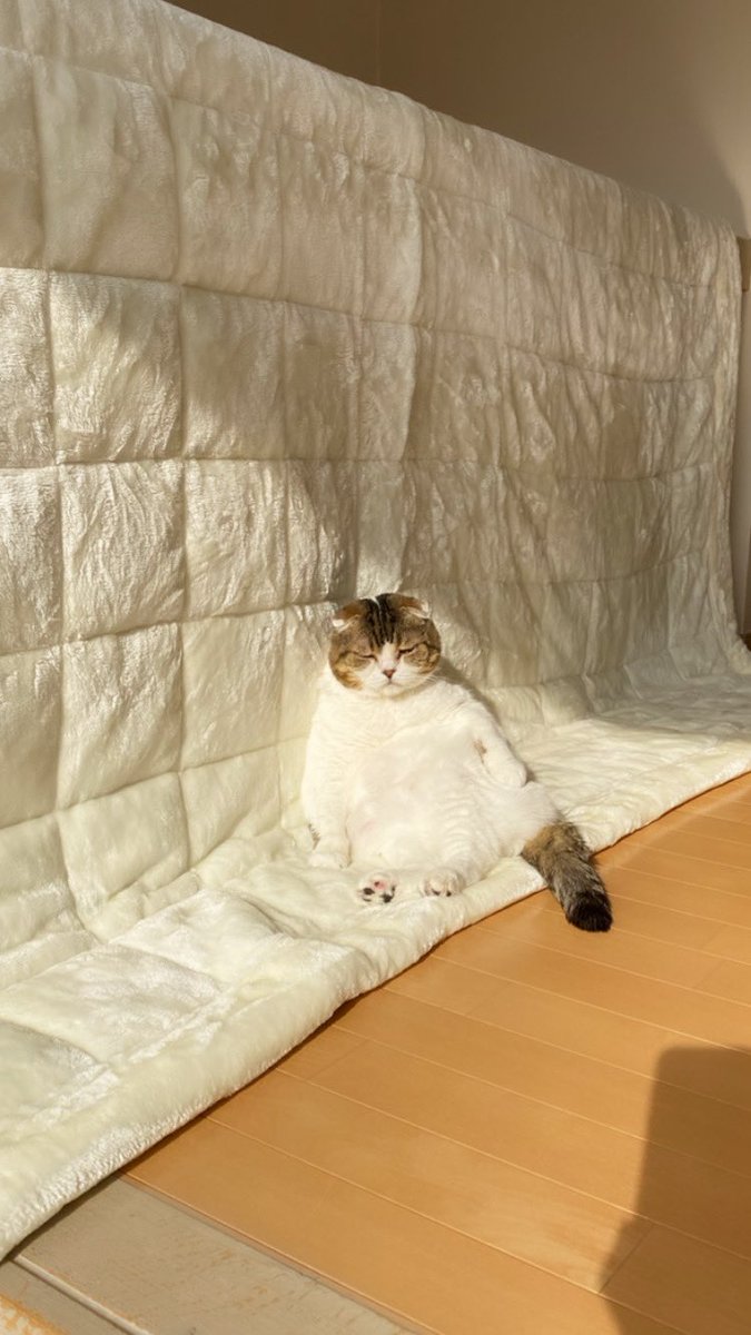 いないと思って2階に探しに行ったら、洗濯してふかふかになったラグの上でうとうと居眠りしていましたw 