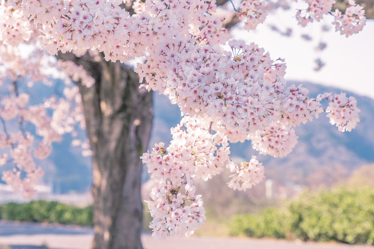 暦の上では春が来た。