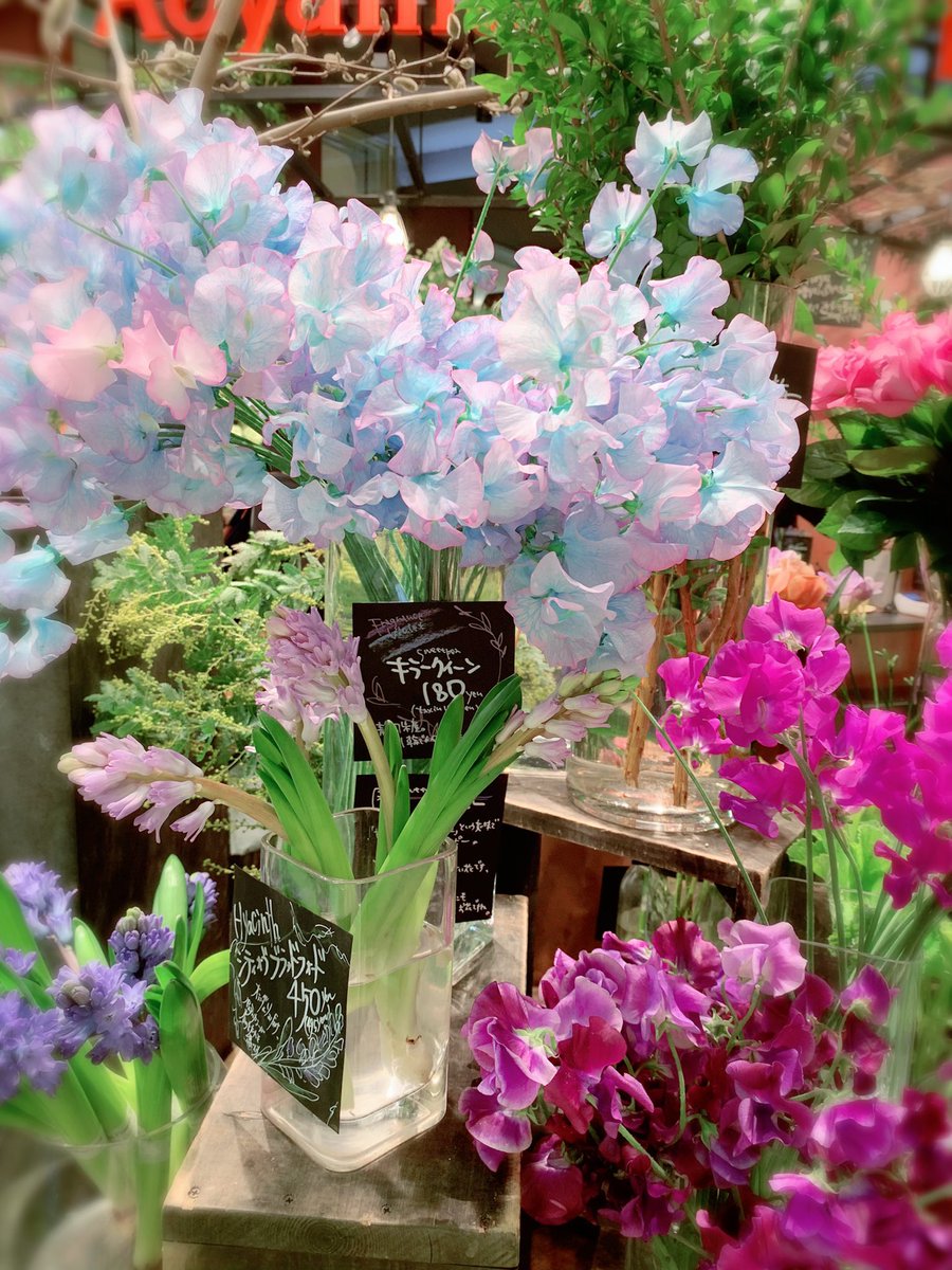 お花屋さんで見て、キャンディーみたいな色でなんてかわいいんだろう