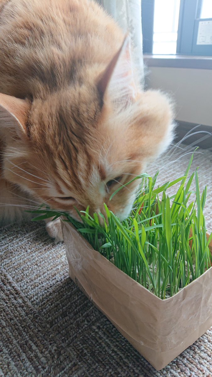 そういえば無印良品の猫草栽培キット、開封してお水流すだけで滅茶苦茶健康的な猫草が生えてきて我が家の猫達に大人気なので猫ちゃんがおるお家にオススメです…土で汚れる心配なし、お値段も190円で2袋入っておるのでなかなか良い…!!!!!🐈️草が生えた後は霧吹きすると長続きするぞ～!!!!!🐈️🌿🐈️ 