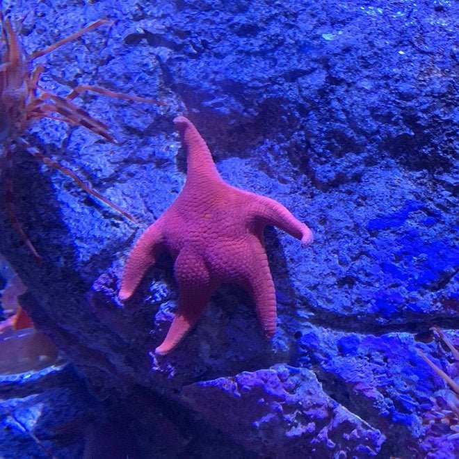 朝からプリケツヒトデ見たら少し元気が出た 