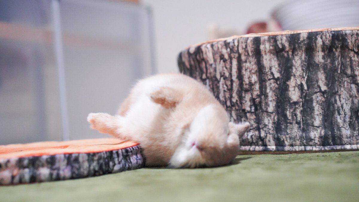 サバンナでは絶対に生き残れないな 