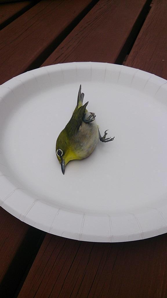 ガラス窓にうぐいすがぶつかってきたwww 脳震盪で5分ぐらいこの状態だったけどいまとんま飛んでいった 移動させるため紙皿に乗せたけどこの絵面やべぇwwwwww 