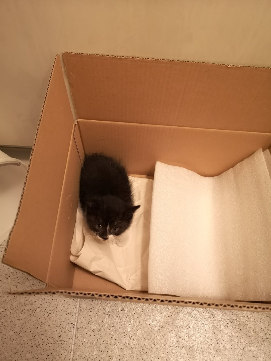  ペット不可だったけど、大家さんの許可が出たのでうちの子になりました