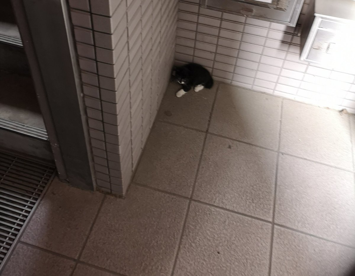  ペット不可だったけど、大家さんの許可が出たのでうちの子になりました