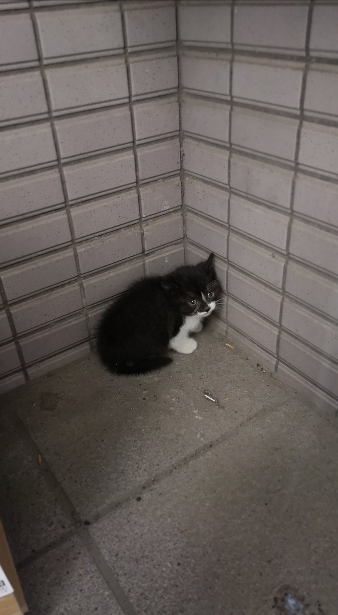  ペット不可だったけど、大家さんの許可が出たのでうちの子になりました