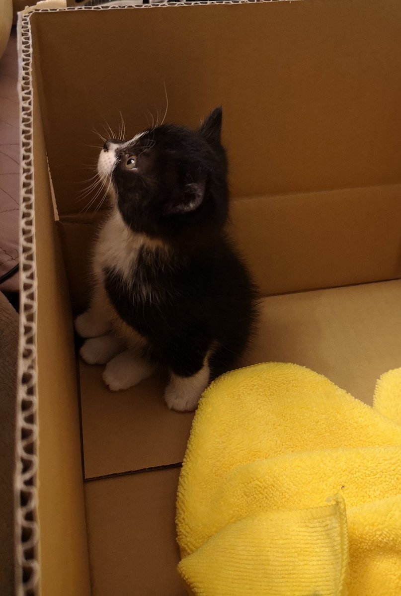  ペット不可だったけど、大家さんの許可が出たのでうちの子になりました