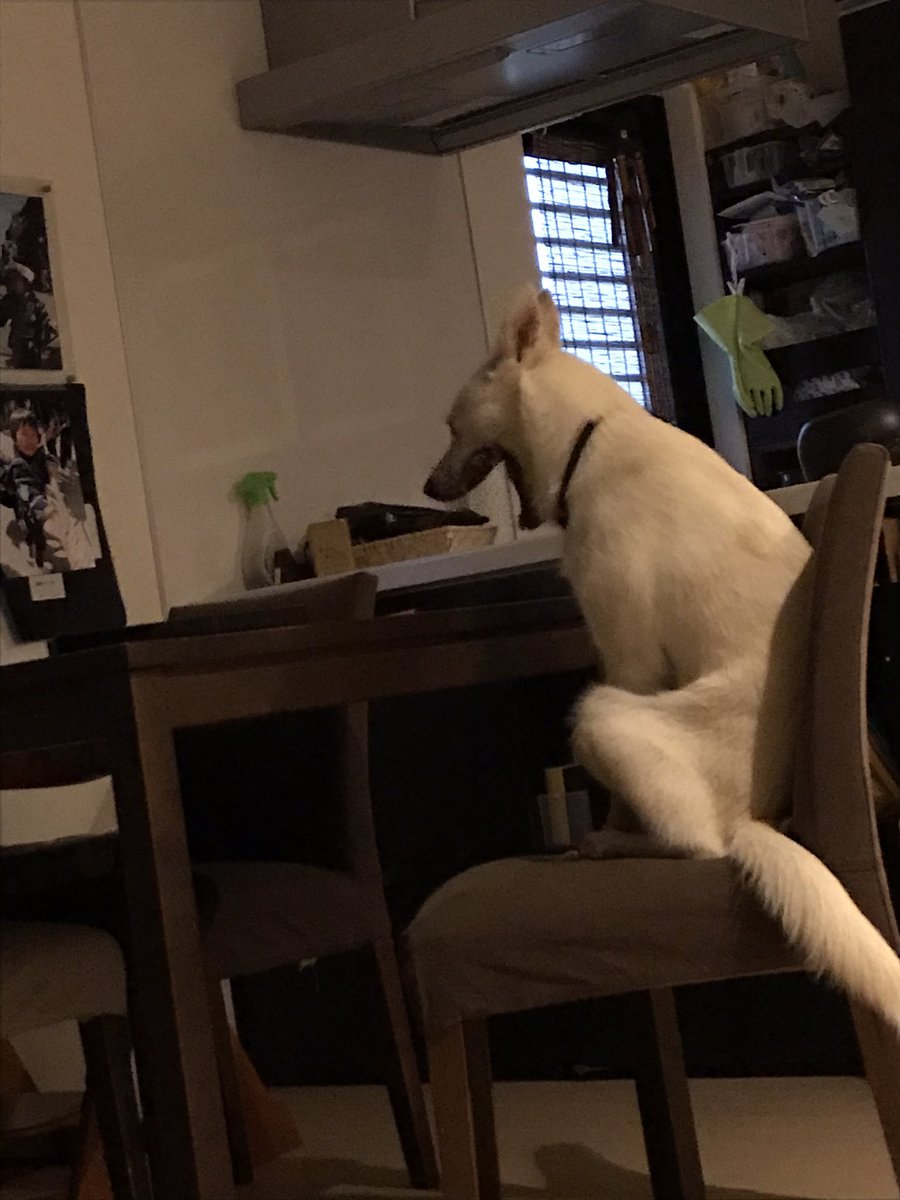 朝5時から朝食を待つ犬。 