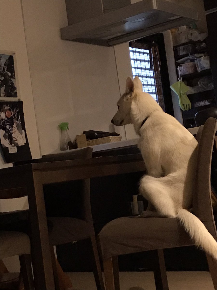 朝5時から朝食を待つ犬。 