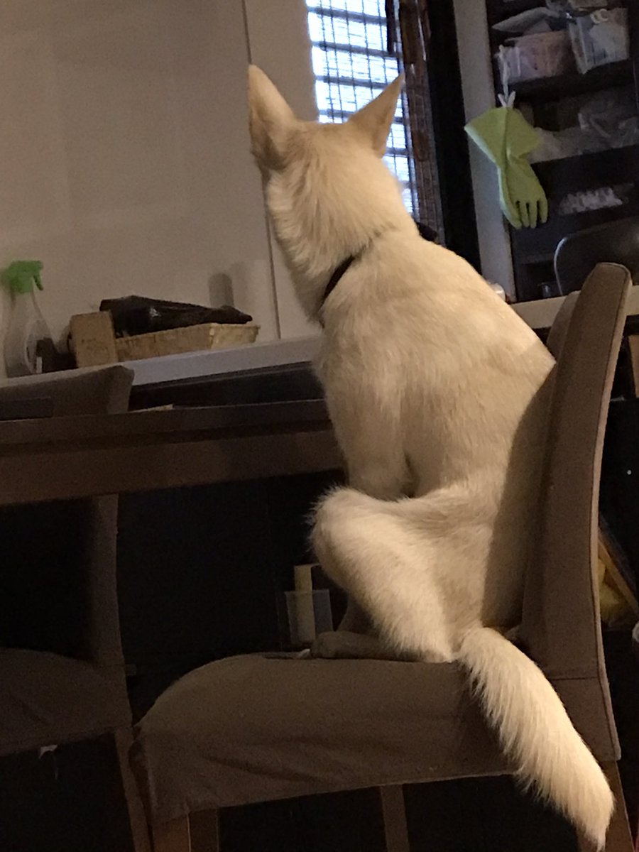 朝5時から朝食を待つ犬。 