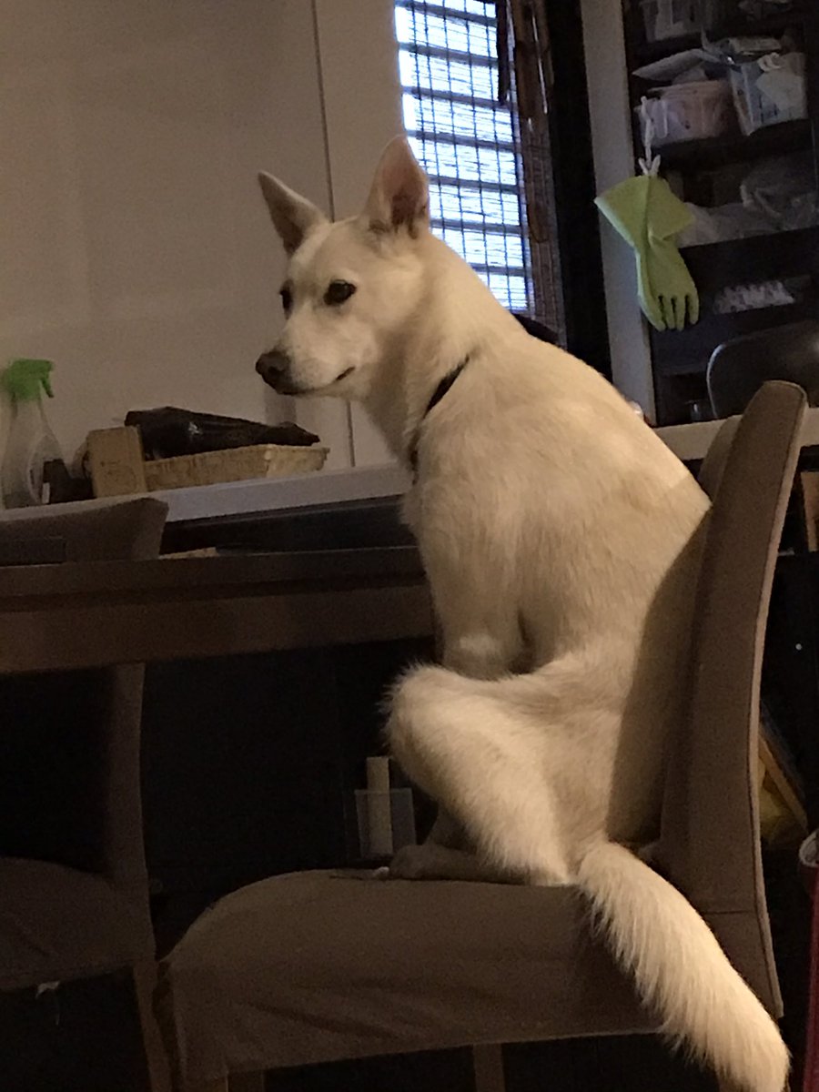 朝5時から朝食を待つ犬。 