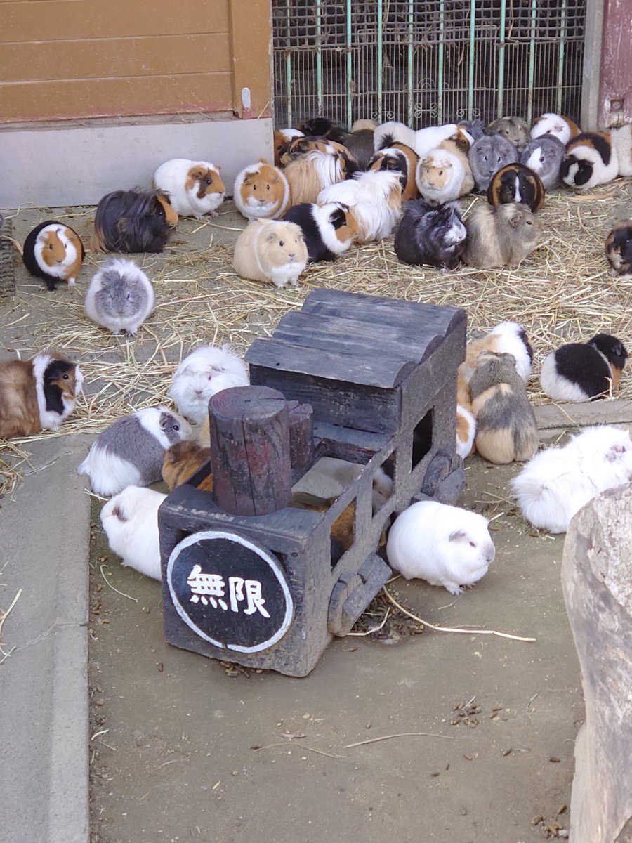 流行りのモルモットなのに便乗方向がズレてるの笑うんだ 