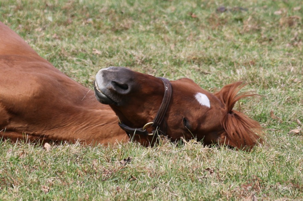 グラスワンダーと無関係な馬がグラスとして拡散されてるのは残念なので、本物のグラスが寝ながら草咥えてる姿と、頭に草生やしてる姿をウマ娘ファン問わずに見てほしい 